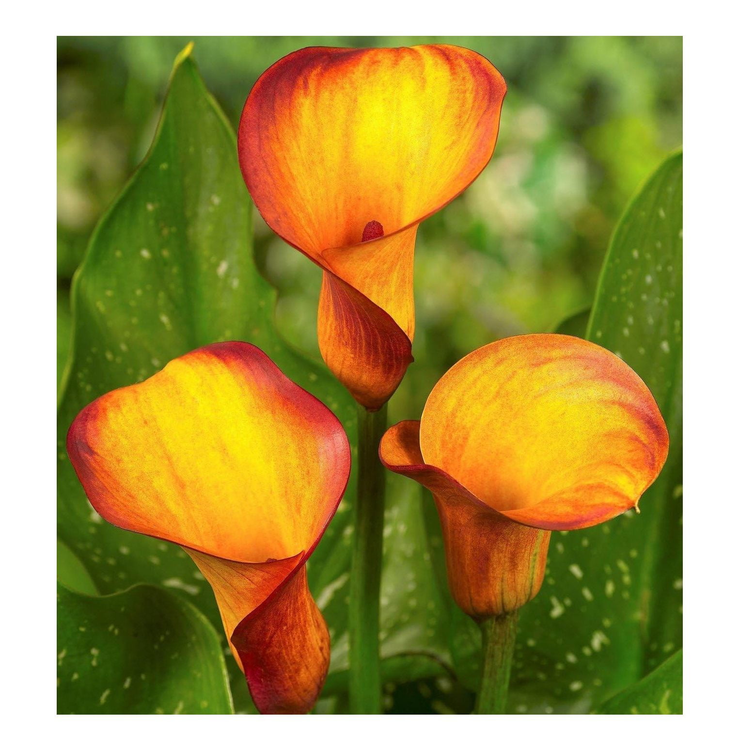 Fire Dancer Flowering Calla Lily Bulb, Plant, Root start