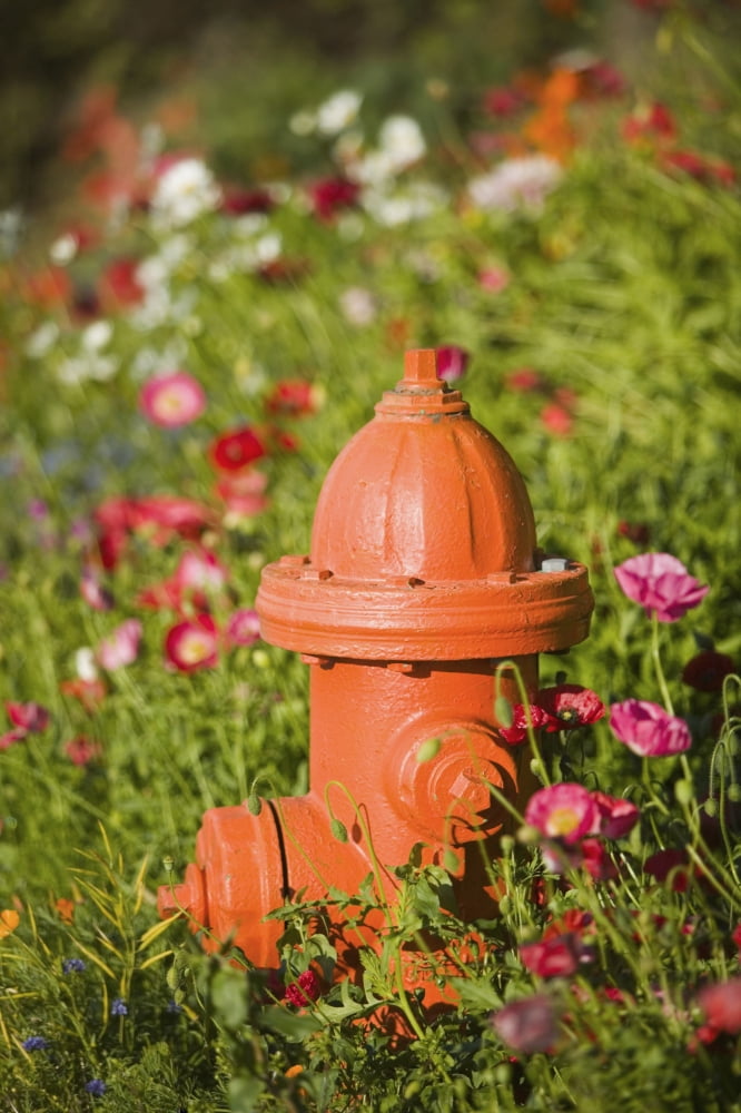 Fire Hydrant & Flowers Kodiak Island Southwest Alaska Canvas Art - Kevin Smith Design Pics (24 x 38)