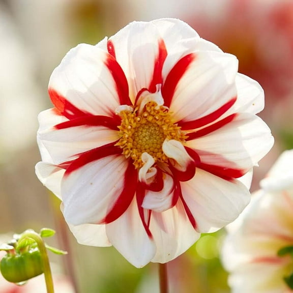 Fire and Ice Decorative Dahlia Flower Tubers - 3 Bulbs per Pack - Attracts Butterflies and Hummingbirds - Deer Resistant - Good as Cut Flowers - Grows Well in Containers