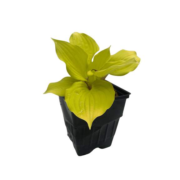 Fire Island Hosta - Shade Loving Perennial Plant - Quart Pot