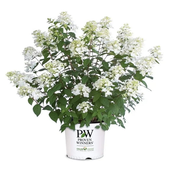 Fire Light Hardy Hydrangea - Hydrangea paniculata 'SMHPFL' PP25,135
