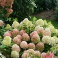 thumbnail image 1 of Fire Light Tidbit® Panicle Hydrangea, 1 of 6
