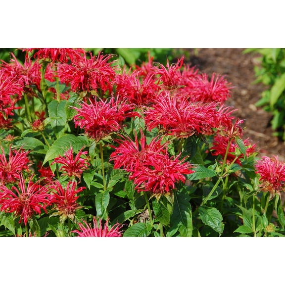 Fire Marshall Bee Balm - Monarda - Perennial - Gallon Pot
