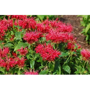 Fire Marshall Bee Balm - Monarda - Perennial - Gallon Pot