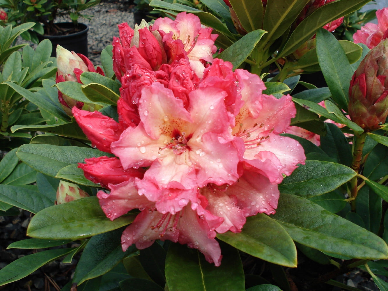 Fire Rim Rhododendron - Very Hardy - Spectacular - 2.5