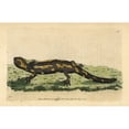 thumbnail image 1 of Fire Salamander, Salamandra Salamandra Poster Print By ® Florilegius Mary Evans (24 X 18), 1 of 3