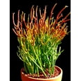 thumbnail image 1 of Fire Sticks Pencil Cactus - Euphorbia - Easy to grow - 6" Pot, 1 of 2