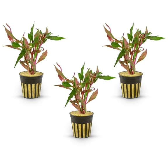 Fire Temple Alternanthera Rosanervig