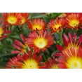 thumbnail image 1 of Fire Wonder Ice Plant- Perennial- Indoors or Out- Delosperma- Live Plant- Qt Pot, 1 of 1