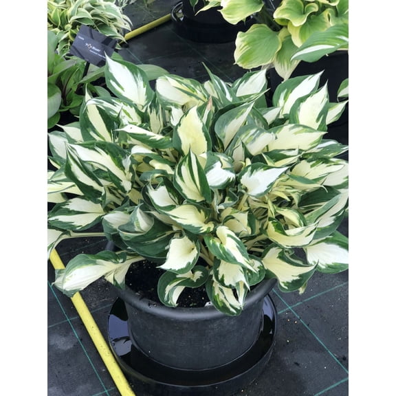 Fire and Ice Hosta - Plantain Lily - Hardy Shade Perennial - 4" Pot