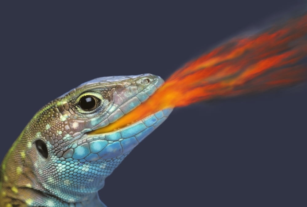 Fire-breathing rainbow lizardBritish columbia canada Canvas Art - Thomas Kitchin & Victoria Hurst Design Pics (36 x 24)
