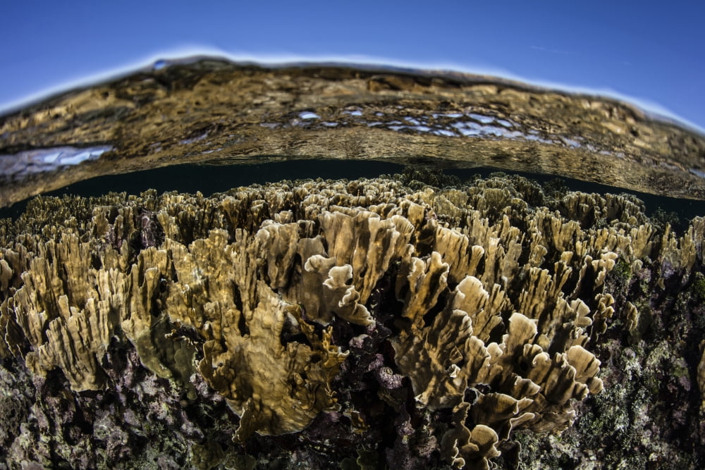 Fire corals grow along a reef crest in the Caribbean Sea Canvas Art - Ethan DanielsStocktrek Images (17 x 12)