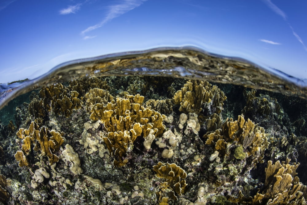 Fire corals grow along a reef crest in the Caribbean Sea Canvas Art - Ethan DanielsStocktrek Images (17 x 12)