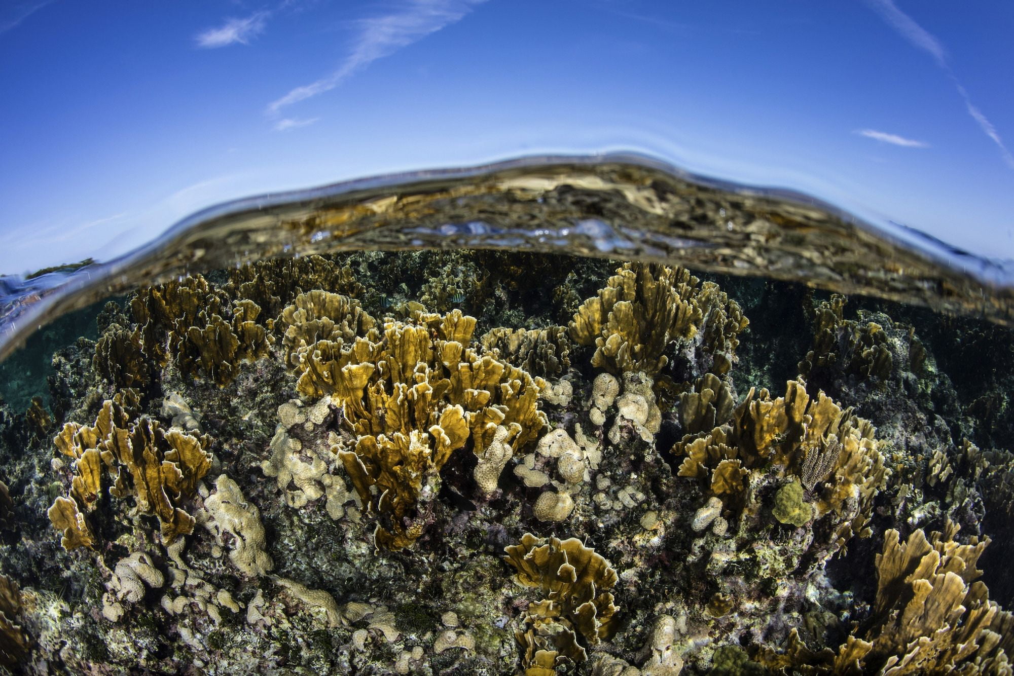 Fire corals grow along a reef crest in the Caribbean Sea Canvas Art - Ethan DanielsStocktrek Images (34 x 23)