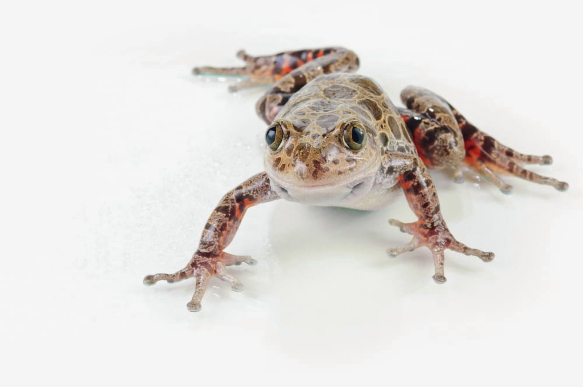 Fire-leg walking frog (kassina maculosa) on white backgroundSt albert alberta canada Canvas Art - Corey Hochachka Design Pics (19 x 12)