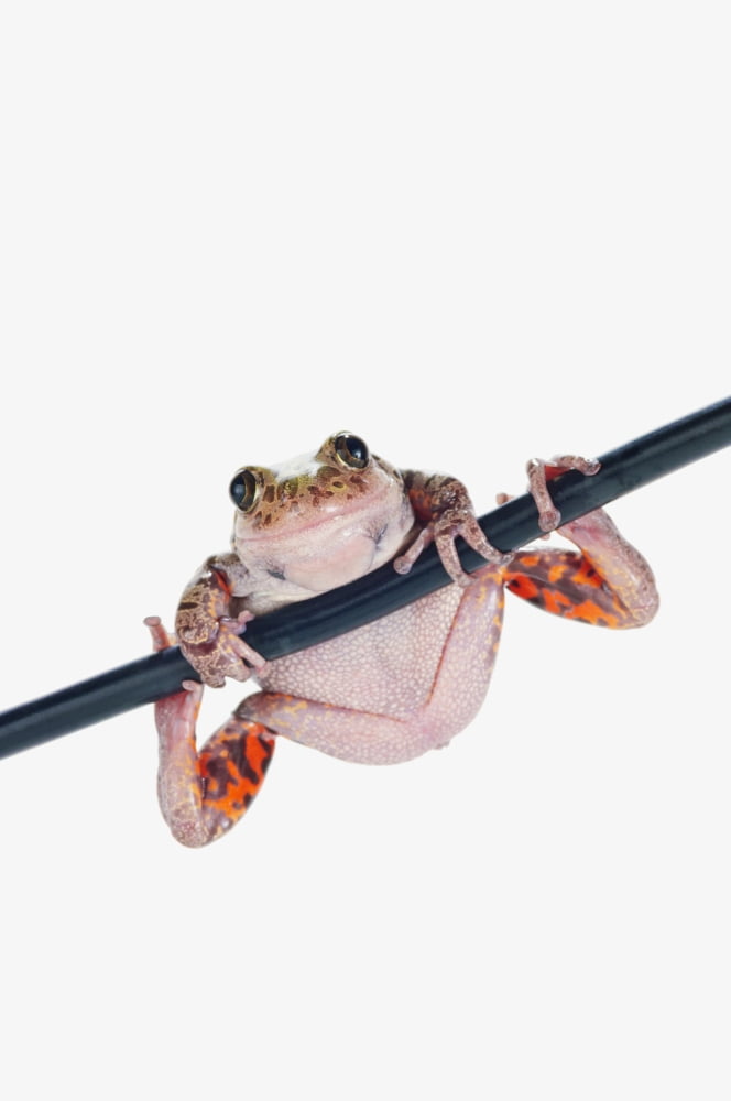 Fire-leg walking frog on white backgroundSt albert alberta canada Canvas Art - Corey Hochachka Design Pics (12 x 19)