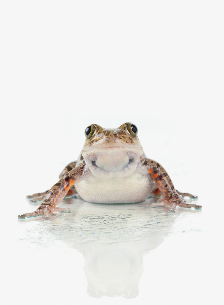 Fire-leg walking frog on white backgroundSt albert alberta canada Canvas Art - Corey Hochachka Design Pics (13 x 18)