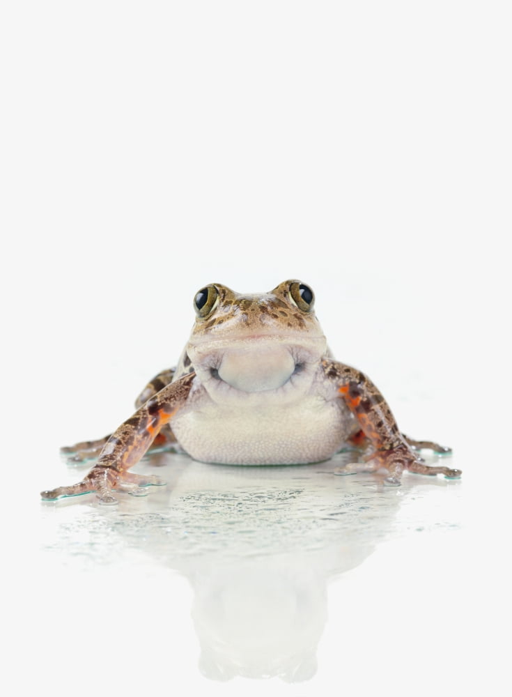 Fire-leg walking frog on white backgroundSt albert alberta canada Canvas Art - Corey Hochachka Design Pics (26 x 36)