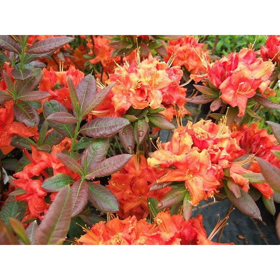Fireball Azalea-Deciduous Shrub-Vibrant Red Blooms for Your Garden  3 Gallon