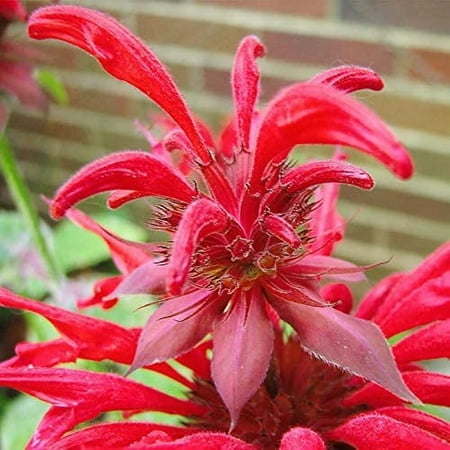 Fireball Bee Balm Flower Root - Attracts Butterflies and Hummingbirds - Good as Cut Flowers - Naturalizing - Perennializing - Pleasantly Scented