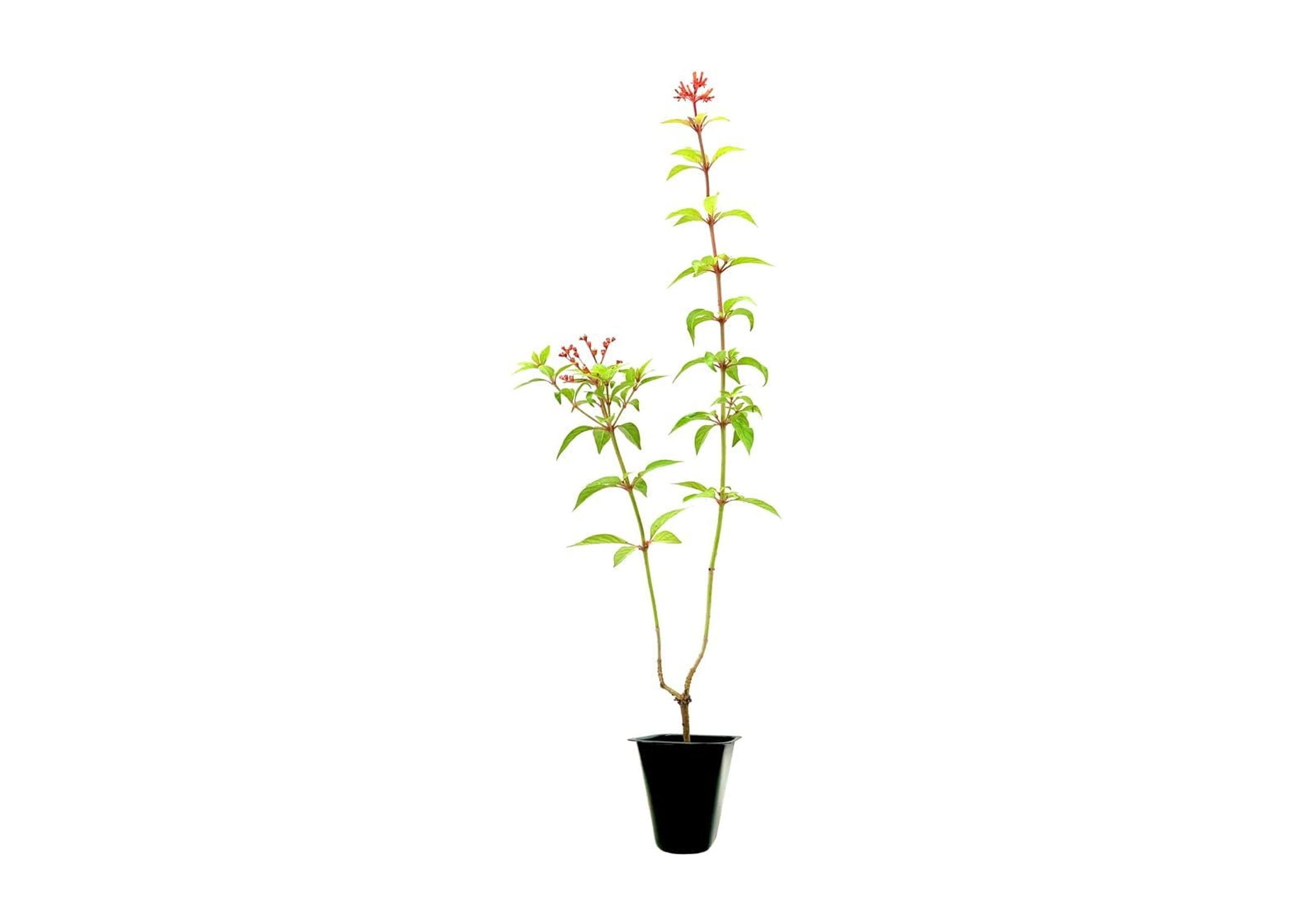 Firebush Dwarf I 3 Live Plants I Hamelia Patens Compactal Vibrant Red-Orange Blooms, Low-Maintenance, Heat-Tolerant, Perfect for Small Gardens and Containers