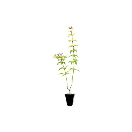 Firebush Dwarf I 3 Live Plants I Hamelia Patens Compactal Vibrant Red-Orange Blooms, Low-Maintenance, Heat-Tolerant, Perfect for Small Gardens and Containers