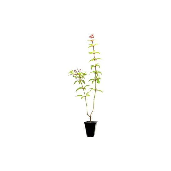Firebush Dwarf I 30 Live Plants I Hamelia Patens Compactal Vibrant Red-Orange Blooms, Low-Maintenance, Heat-Tolerant, Perfect for Small Gardens and Containers