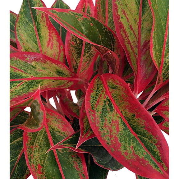 Firecracker Chinese Evergreen Plant - Aglaonema - Grows in Dim Light - 4" Pot