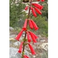 thumbnail image 1 of Firecracker Eaton's Penstemon eatonii Meadow Wildflowers Premium Seeds for Planting, 1 of 2