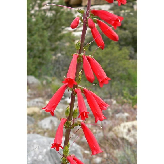 Firecracker Eaton's Penstemon eatonii Meadow Wildflowers Premium Seeds for Planting