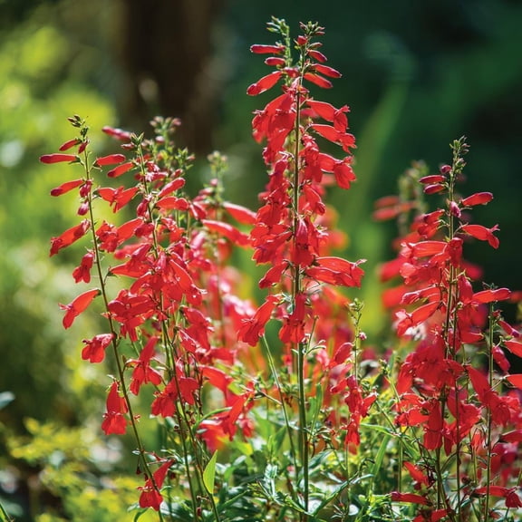 Firecracker Penstemon 100 Seeds | Eaton's Penstemon for Pollinator Gardens