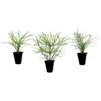 Firecracker Plant I 10 Live Plants I Russelia Equisetiformis I Vibrant Red Tubular Flowers, Hummingbird Attracting, Heat-Tolerant, Perfect for Borders and Containers