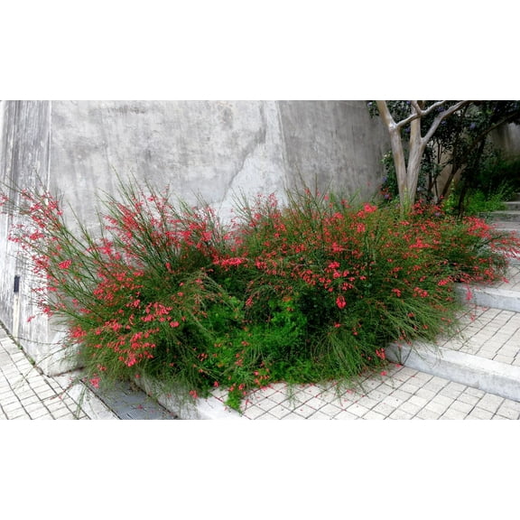 Firecracker Red  3 Extra Large 3 Gallon Plants  Unspecified Botanical Name  Vibrant Garden Addition  Full Sun Perennial