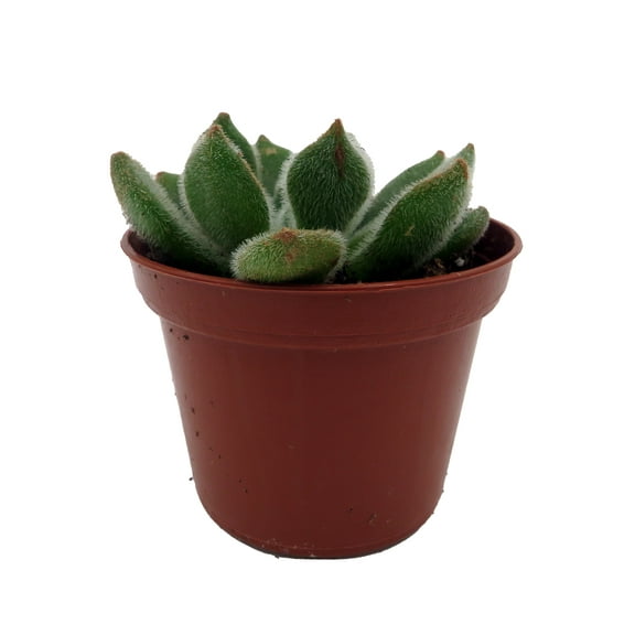 Firecracker Succulent Plant - Echeveria setosa - 2.5" Pot
