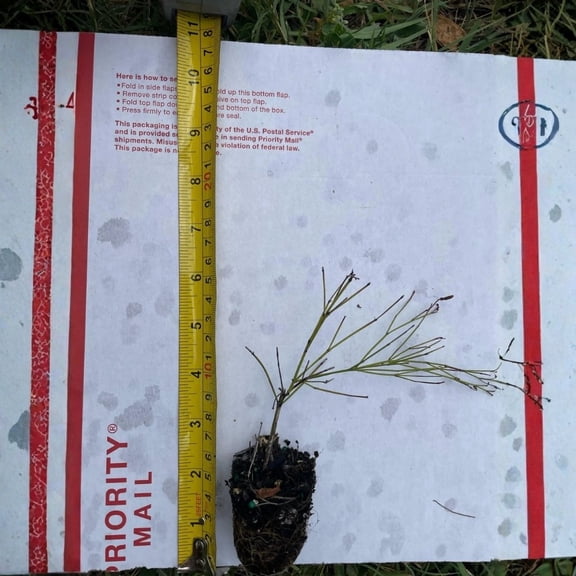 Firecracker Tropical – These are small starter plants less than 12 inches.