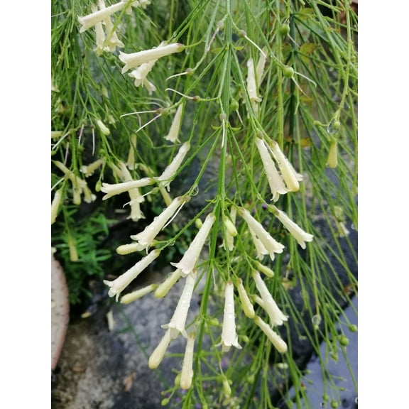 Firecracker Yellow Russelia Equisetiformis Starter Plant, Lot of 2