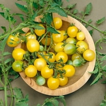 Firefly F1 Hybrid AAS Tomato Seeds - 300 Mg Packet ~70 Seeds - Non-GMO, F1 Hybrid - Vegetable Garden - Lycopersicon esculentum