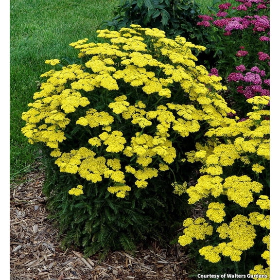 Firefly Sunshine Yarrow - 1 Gallon Perennial