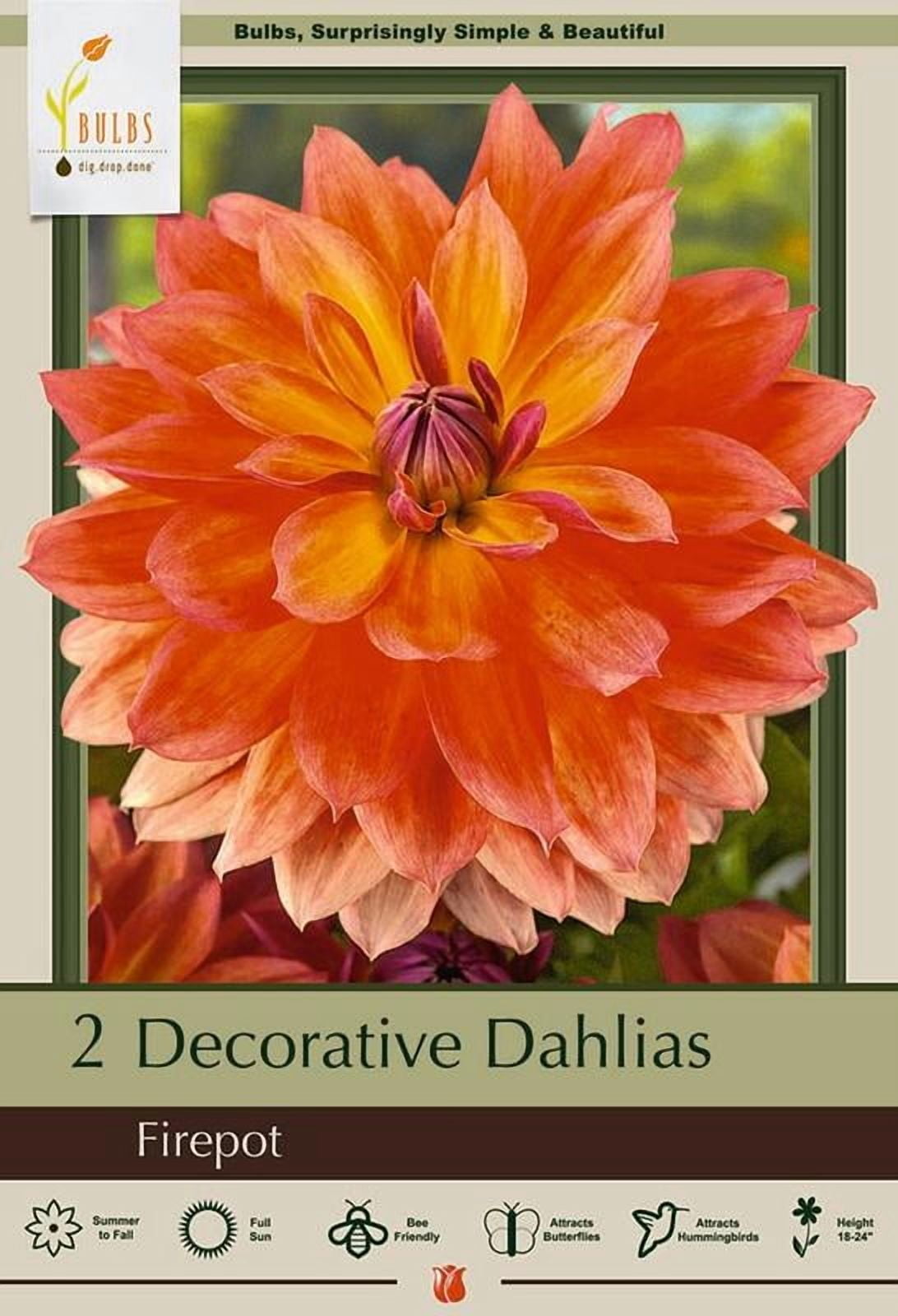 Firepot Decorative Dahlia - 2 Bulb Clumps