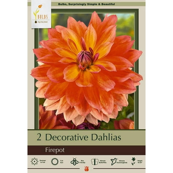 Firepot Decorative Dahlia - 2 Bulb Clumps