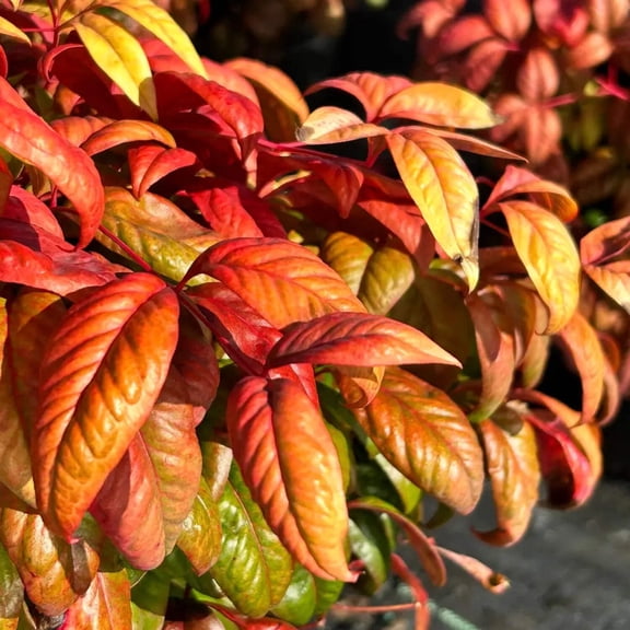 Firepower Heavenly Bamboo - Nandina domestica 'Firepower'