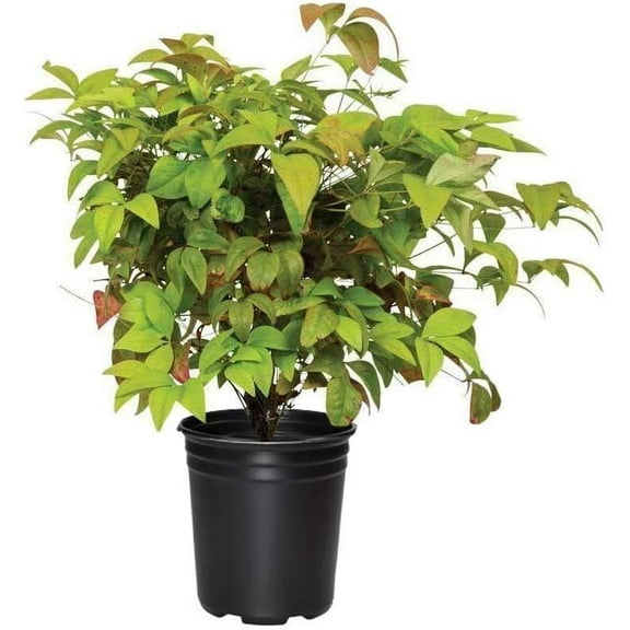 Firepower Heavenly Bamboo | 3 Large Gallon Size Plants | Nandina Domestica | Compact Ornamental Shrub, Year-Round Color, Low Maintenance, Bright Red Foliage, Outdoor Landscape, Garden Accent
