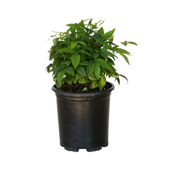Expert Gardener Firepower Nandina (2.5 Quart) Evergreen Shrub with Seasonal Color - Part Sun Live Outdoor Plant