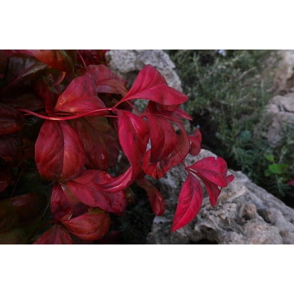 Firepower Nandina Live Plant 12-18" in Height in a #3 Container