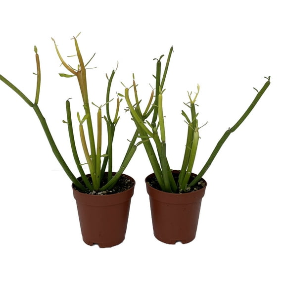 Firesticks Pencil Cactus - Euphorbia - 2 pack 2" pots - Hard to kill