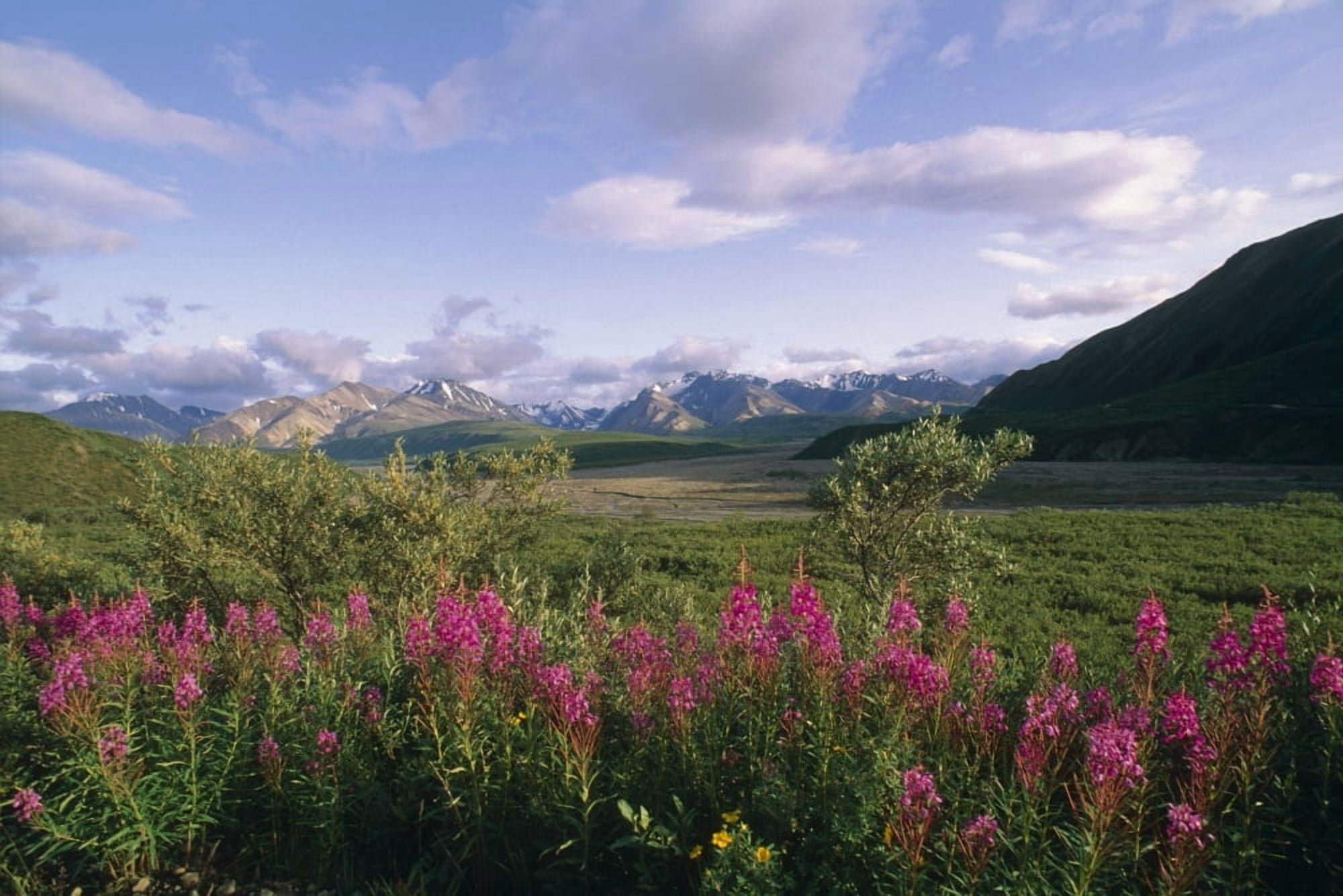 Fireweed Alaska Range Denali Np Summer Ak Canvas Art - John Warden Design Pics (34 x 22)
