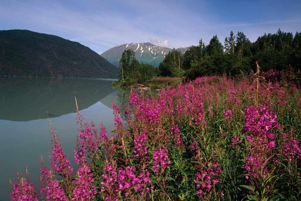 Fireweed Along Shore Of Kenai Lake Summer Kp Alaska Canvas Art - Calvin Hall Design Pics (34 x 22)