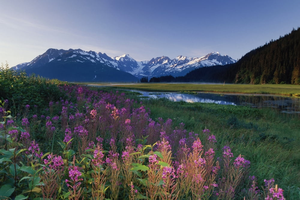 Fireweed Along Turnagain Arm Chugach Mountains Sc Ak Canvas Art - Michael DeYoung Design Pics (34 x 22)