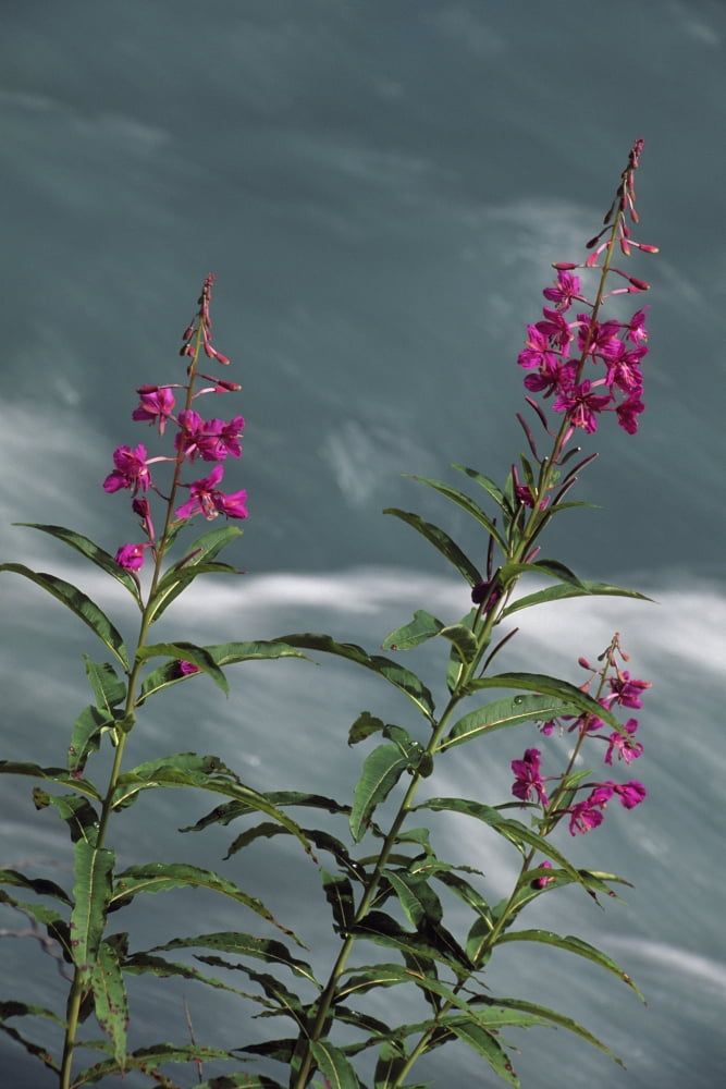 Fireweed Blooms Along Ptarmigan Creek Kp Ak Summer Chugach Nf Canvas Art - Jim Barr Design Pics (22 x 34)