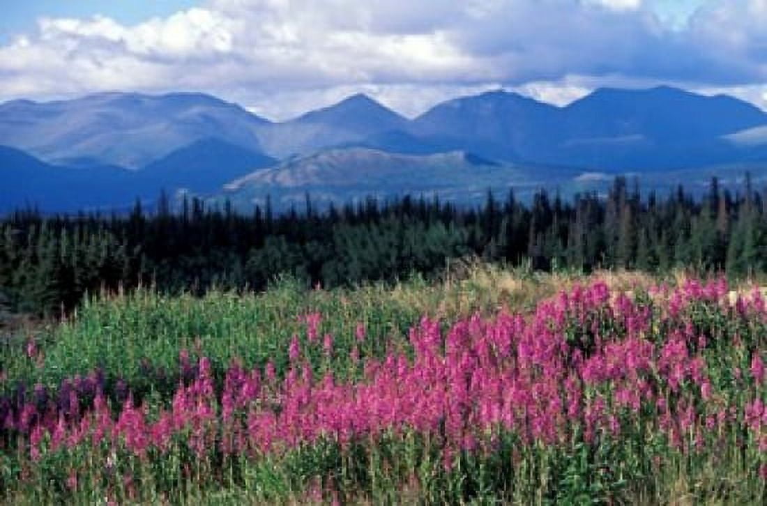 Fireweed Blooms near Kluane National Park Yukon Canada Canvas Art - Paul Souders DanitaDelimont (27 x 18)